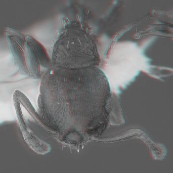 Media type: image;   Entomology 615086 Aspect: head 3D